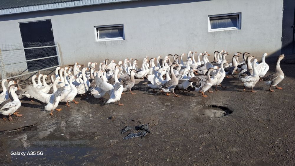 Петухов продаётся от 2000тг