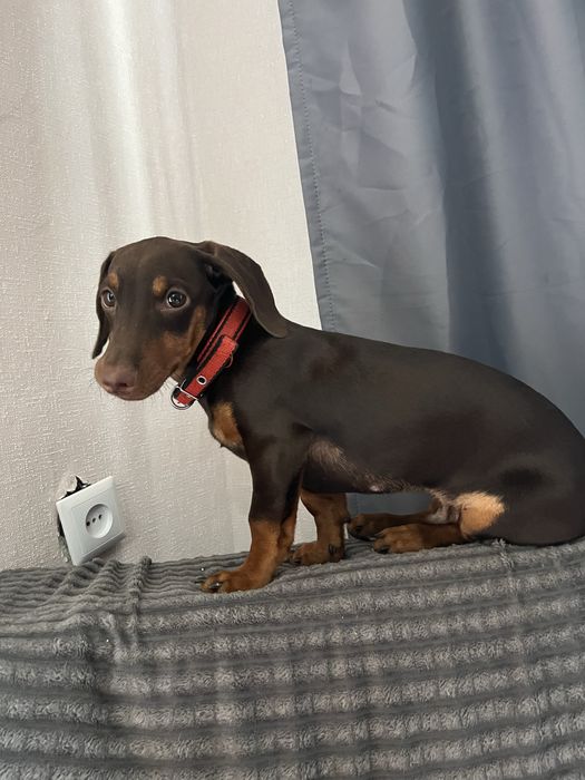 Вязка кобеля(такса)