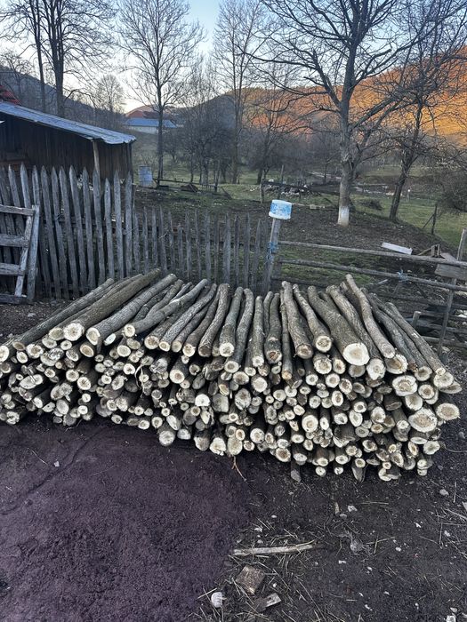 Vând parii de salcâm