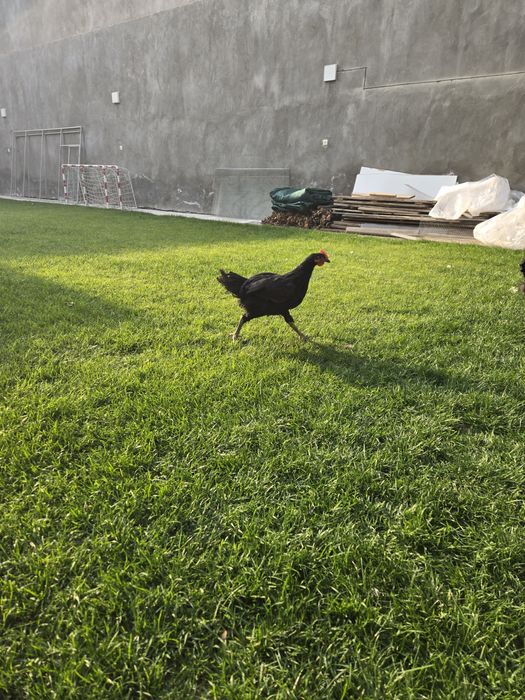 Gigant qora shahzoda ho'rozlari