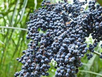 Продавам семена от студоустоичиви палми - 5 вида