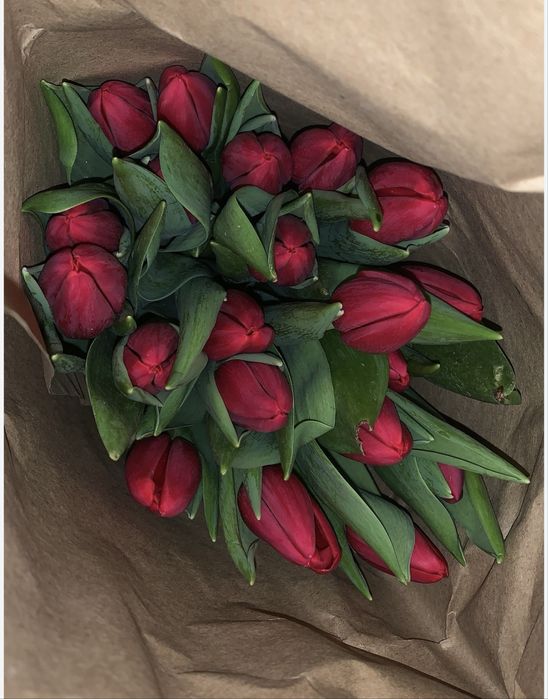 Тюльпан открыть предзаказ 2026