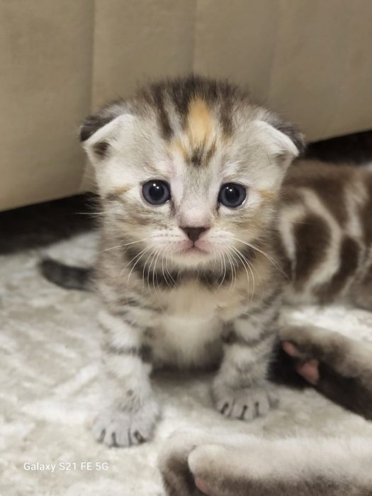 продам шотландского котёнка