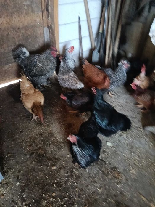 Vînd găini țărănești