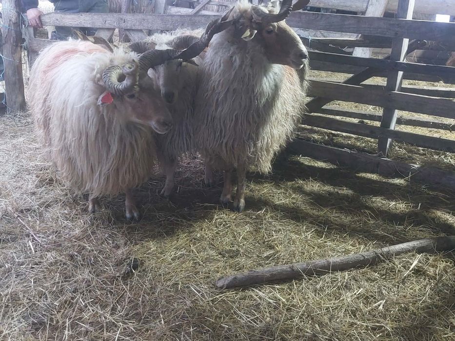 Berbeci de vânzare 3 bucăți