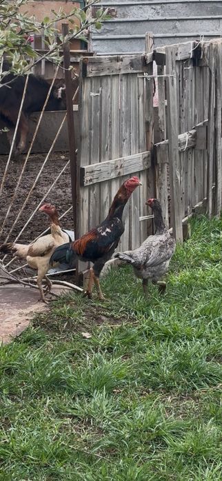 Продам даканов.