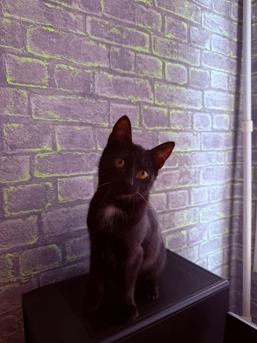 Отдам в добрые руки котенка