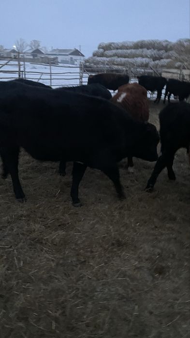 Палтошакалар потсостар сатлады