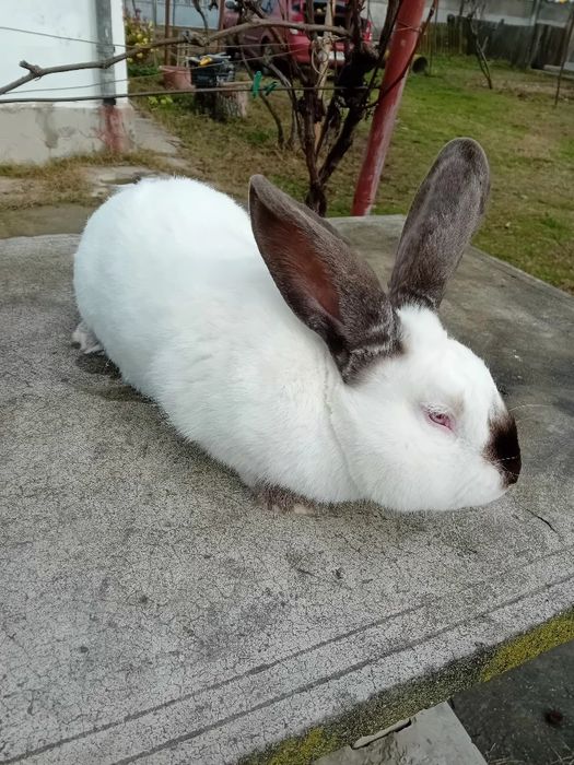 Uriaș de Transilvania