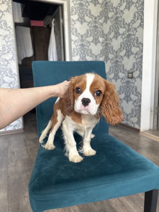 Продаются Щенки Кавалер Кинг Чарльз Спаниель