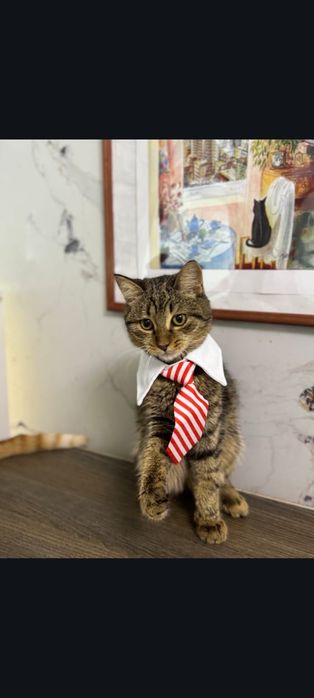 Кот в лучшую семью