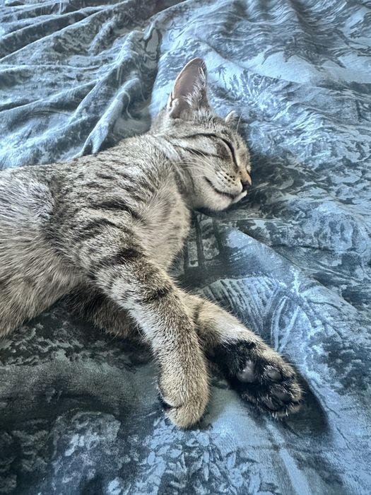 отдам молоденькую кошечку ( подросток)