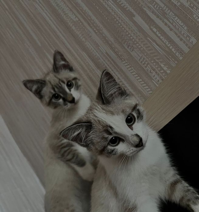 Отдам котят в добрые руки