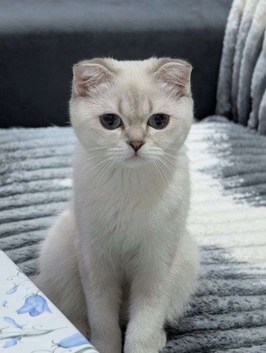 Tez sotiladi Scottish fold mushuk