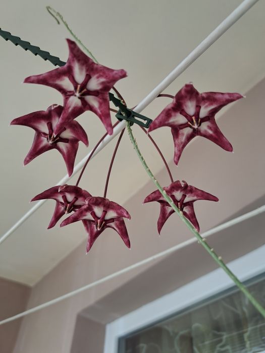 Хоя-восъчно цвете,различни видове