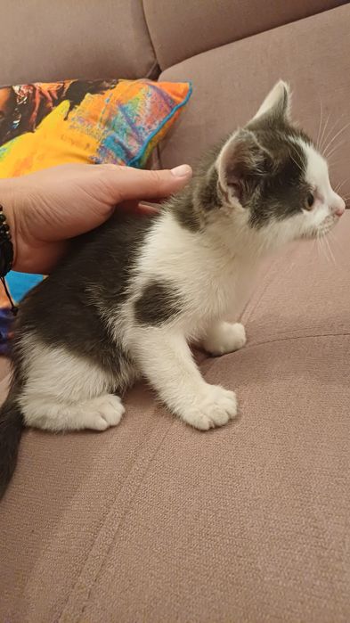 Adopție pentru un suflet