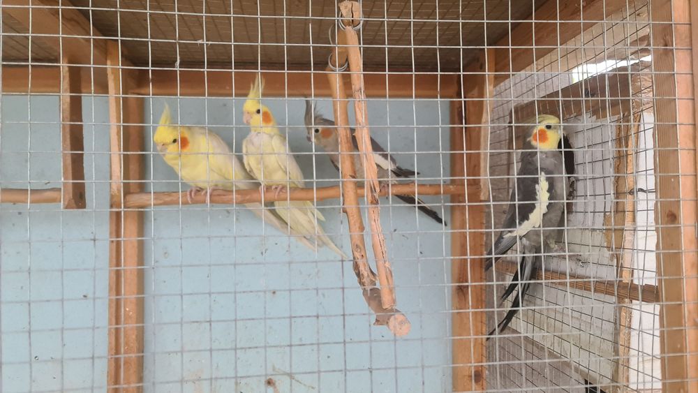 Karella papugayi sotiladi 6ta