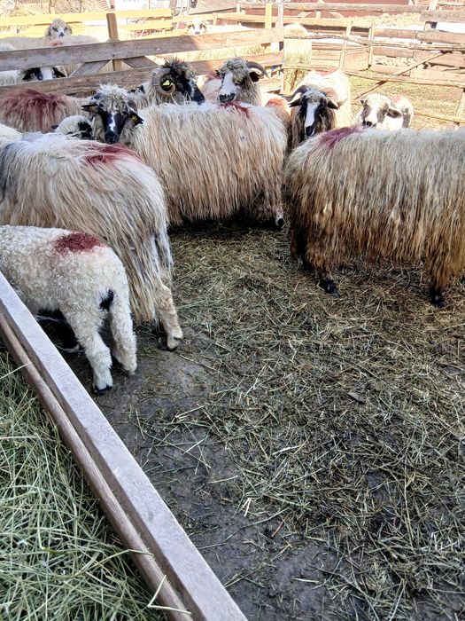 Vand 6 oi tinere cu miei mari