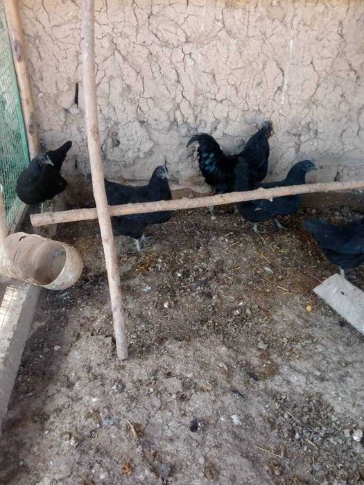 Uxayl tovuq tuxumlariga zakaz olamiz