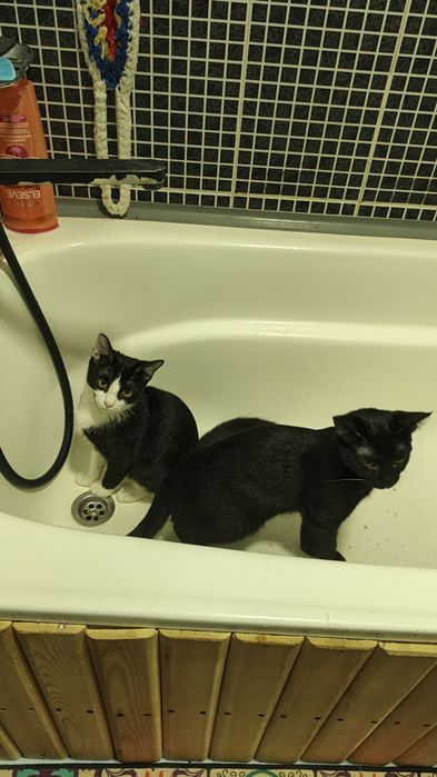 Отдам в хорошие руки.