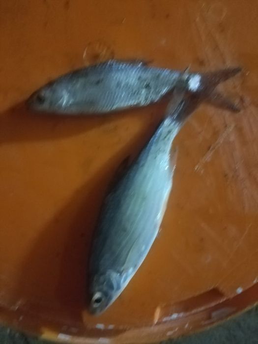 Продам малек живец