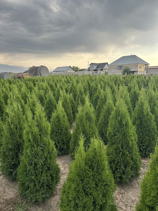 Туя Смарагд, голубой можевельник