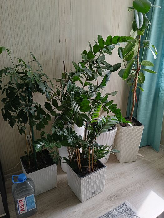 Цветы комнатные  продам