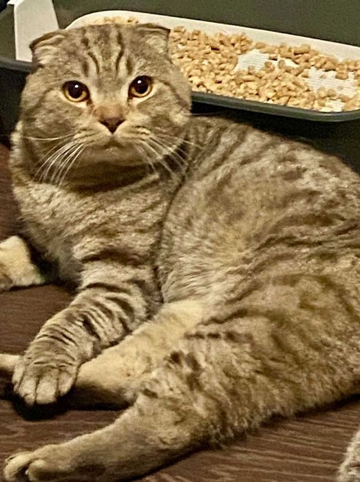 самец крупный вязка