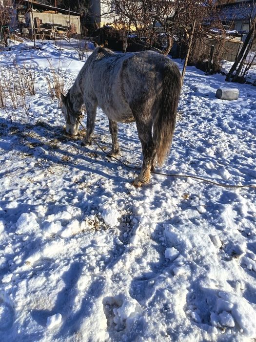 Жуас бие сатылады