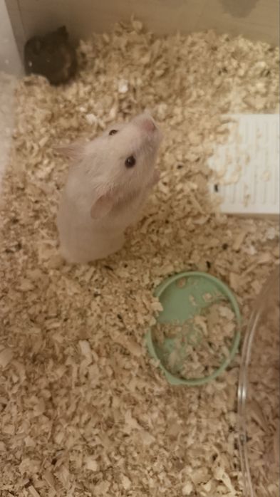 Сирийский хомяк,девочка