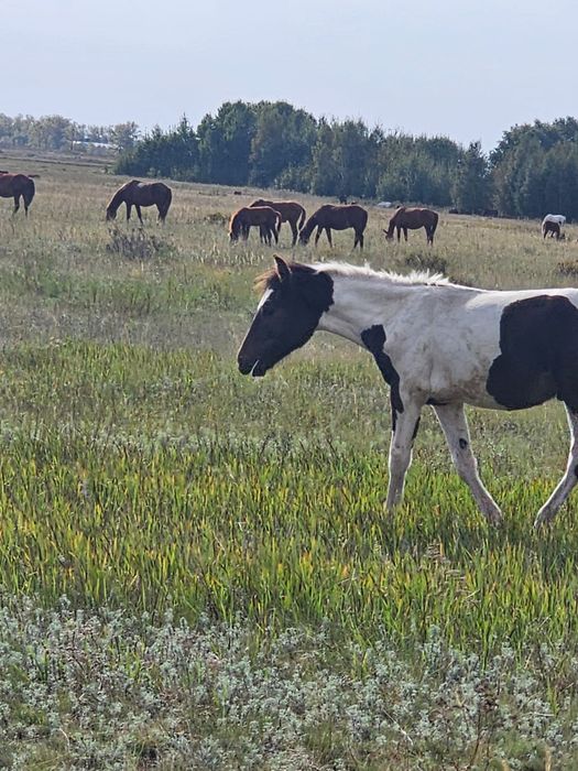 Продам  кобылу  9 лет упитанная