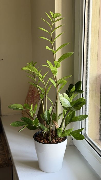 Комнатные растения