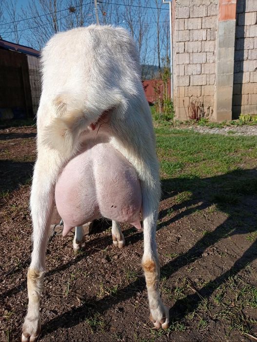 Vind urgent căpriță de rasă