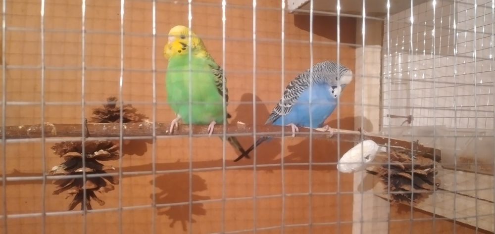 Придётся  попугай