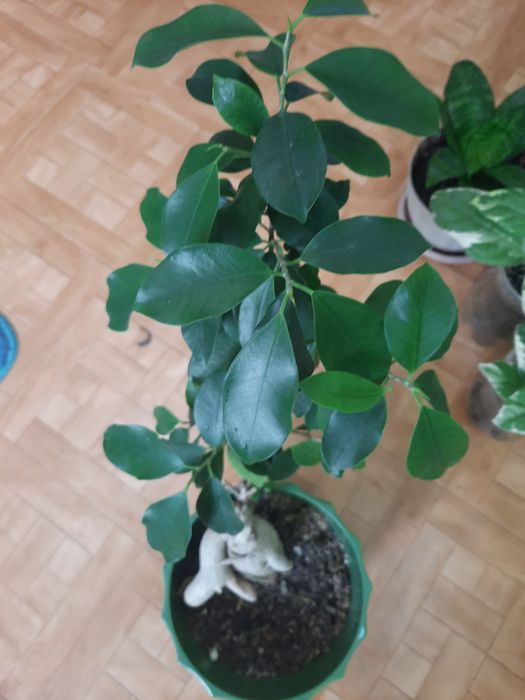 Комнатные и офисные цветы.