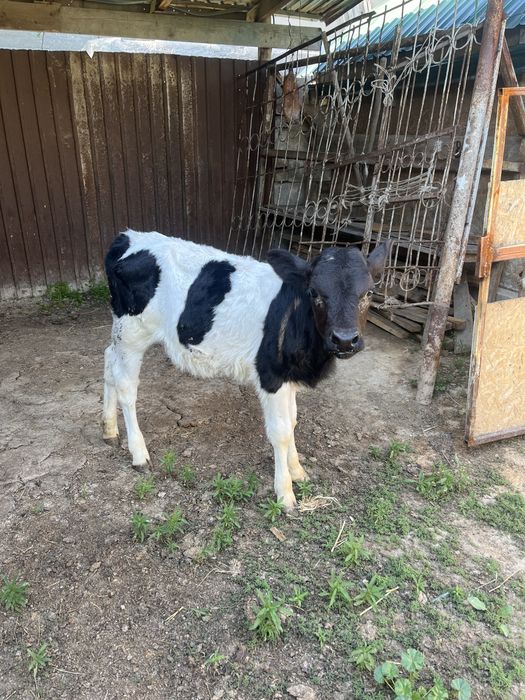 Сатылымда бұзаулар