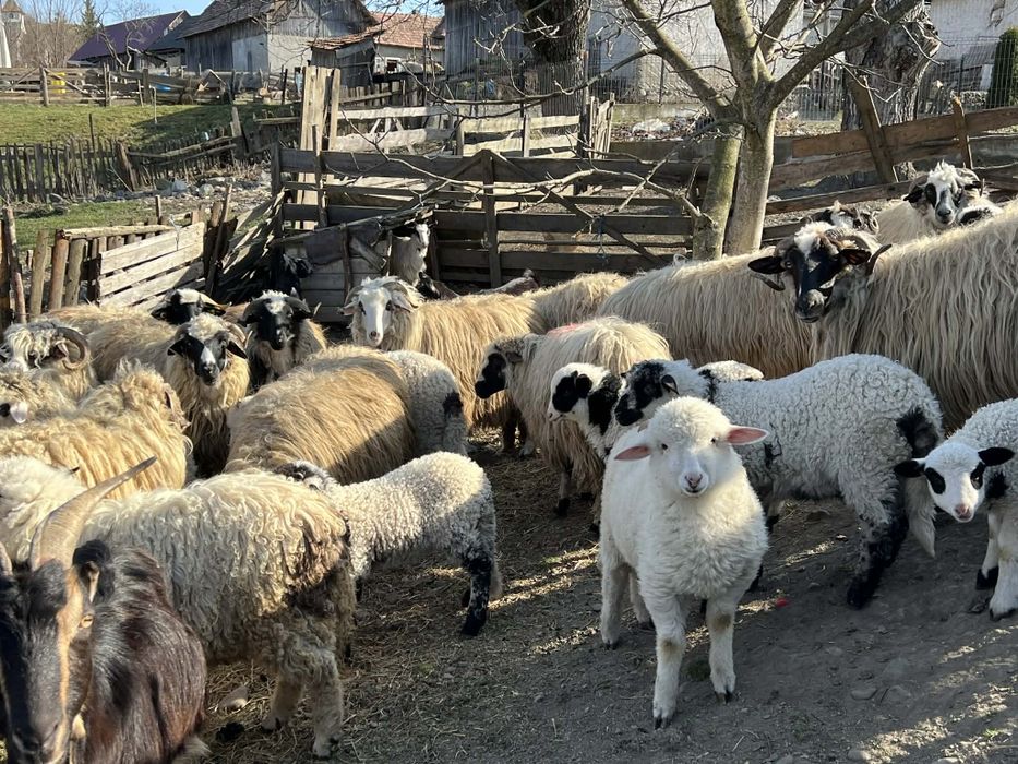Vând 12 oi din 25 pe ales