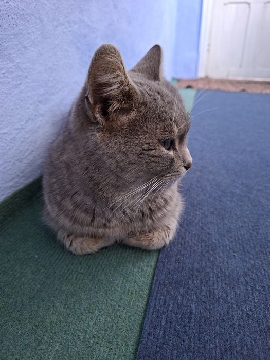 Pisica pentru adopție