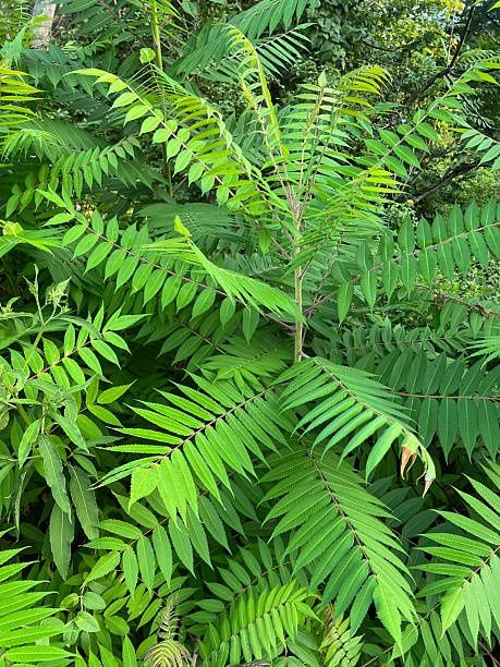 Айлант талының көшеттери