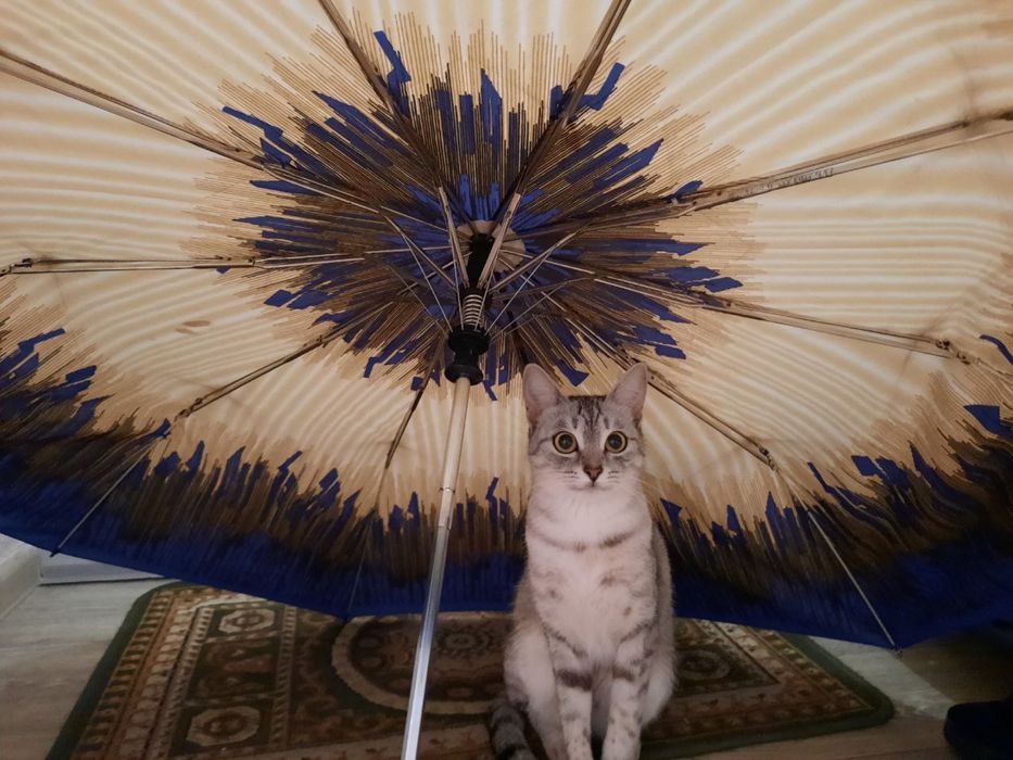 замечательная кошка Алиса даром