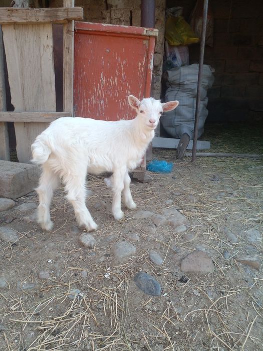 лактар сатылады козлята