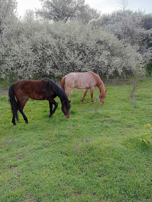 Кубила и конче женско
