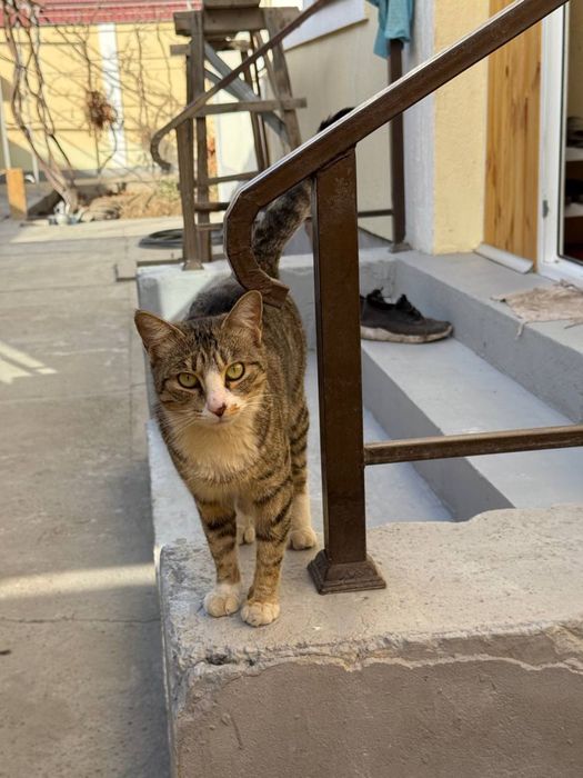 кошка в добрые руки