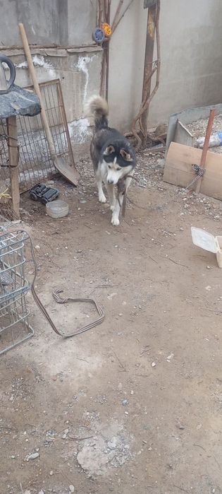 Haski it sotiladi turt oylik