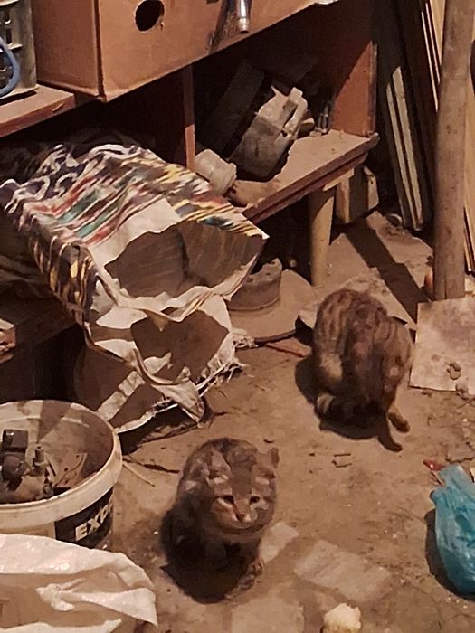 Три котята но незнаю породисты или