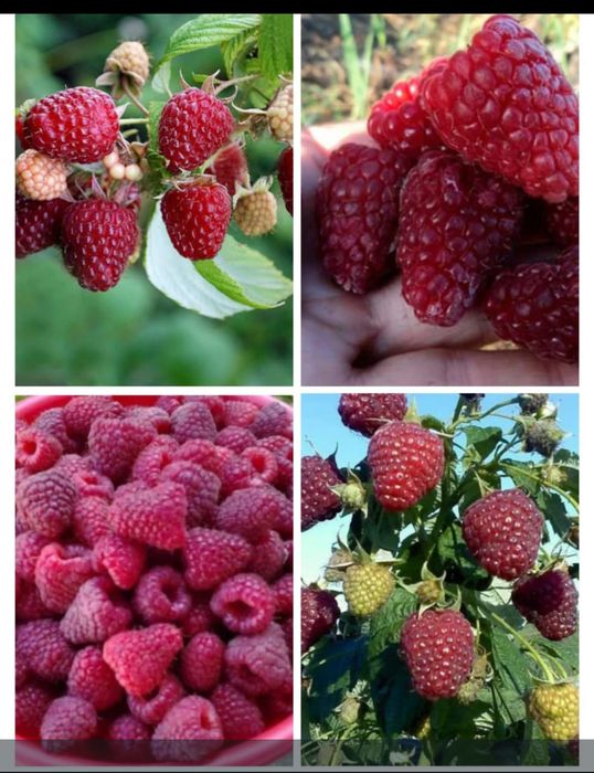 Саженцы Малины, сорт ремонтантная