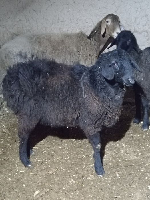 Sovliq qo'zi Qo'ylar