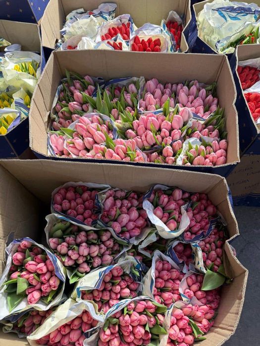 Тюльпаны, предзаказ, 700 тг