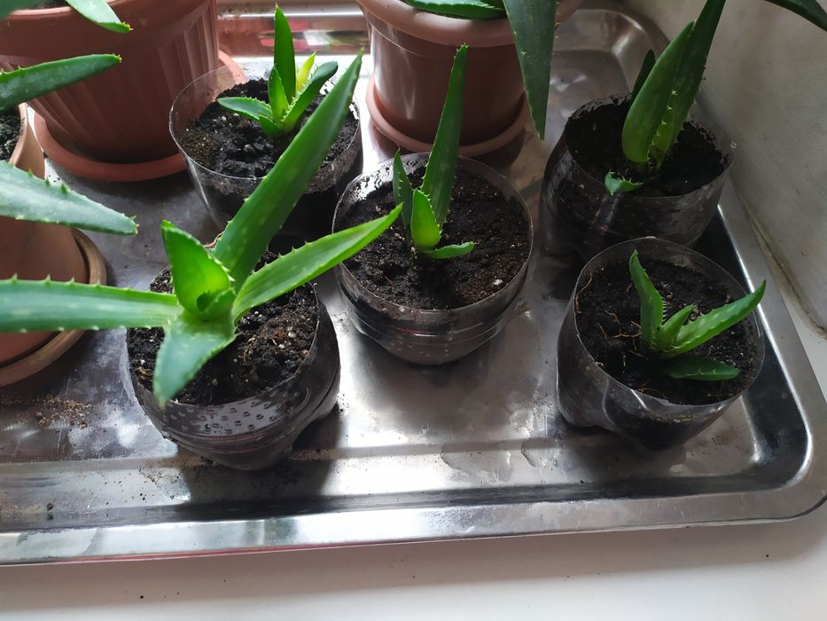 Отростки алоэ вера