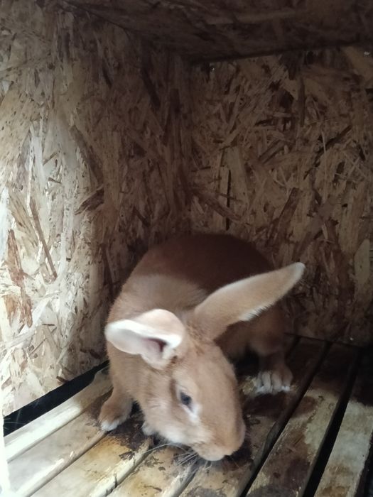 Продам кролов бургундцы